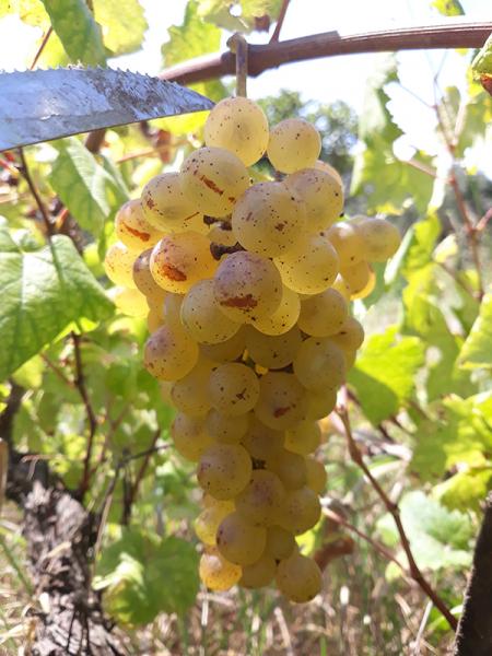 Robola grapes in Kefalonia